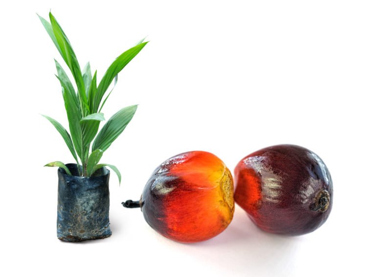 palm oil