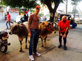 Sacred Cows on a Horse Safari in India