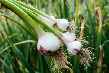 garlic | Longevity Live