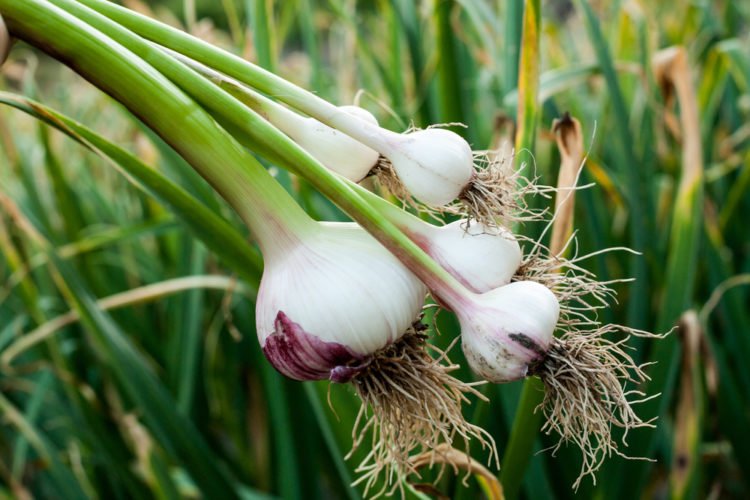 garlic | Longevity Live
