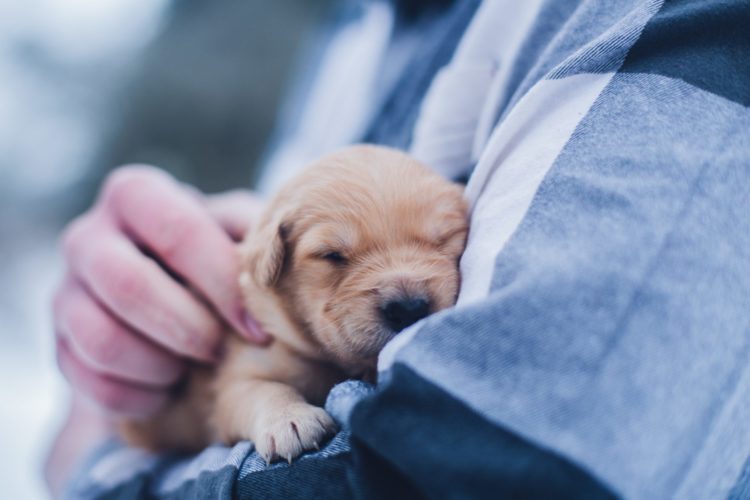 pet | Longevity LIVE