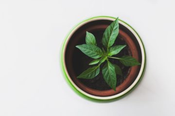 micro-greens | Longevity LIVE