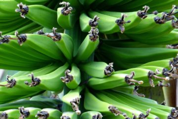prebiotics | Longevity LIVE