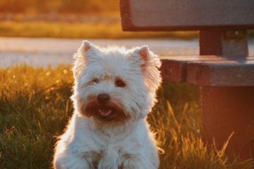 pet | Longevity LIVE