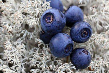 flavonoids | Longevity LIVE