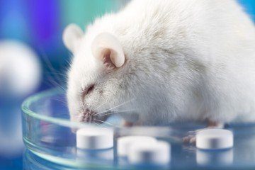 mice
