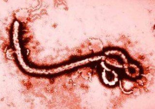 Ebola virus