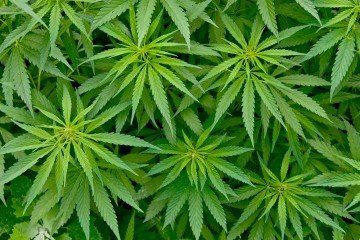 Marijuana Plant