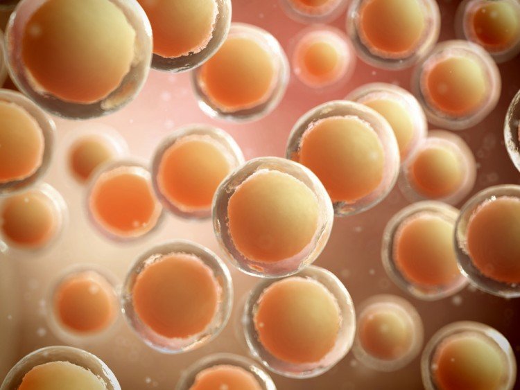 Anti-aging & stem cells