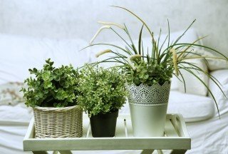 healthy | Longevity LIVE