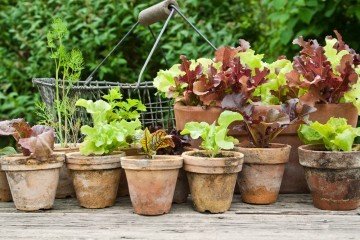 permaculture | Longevity Live