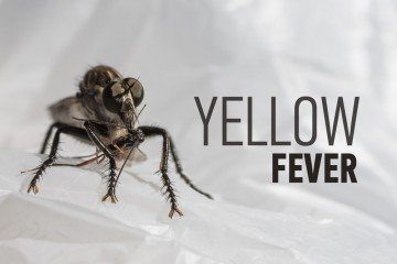 yellow fever