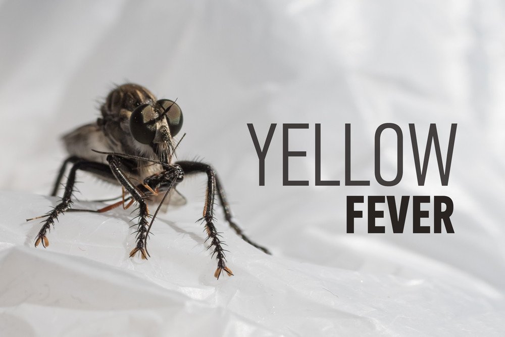 Yellow Fever Outbreak In Africa - Longevity LIVE