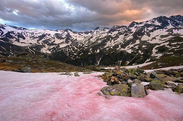 Why You Want Snow Algae in Your Face Cream Longevity LIVE