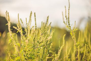 seasonal allergies maize | Longevity Live