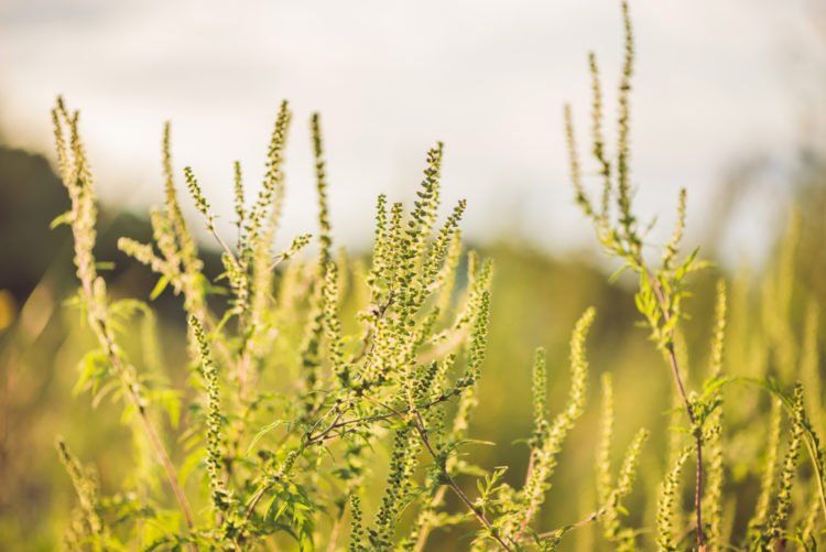 seasonal allergies maize | Longevity Live