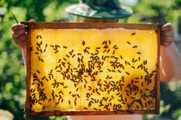 honey | Longevity Live