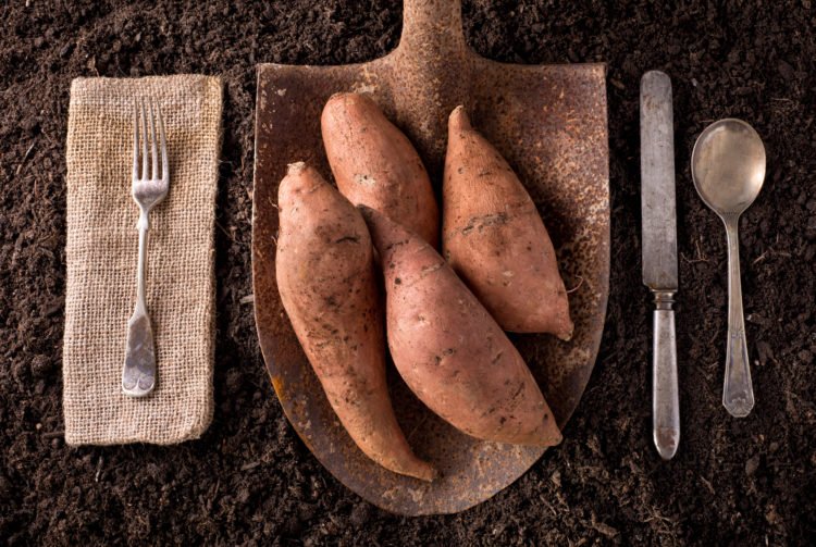 sweet potato | Longevity Live