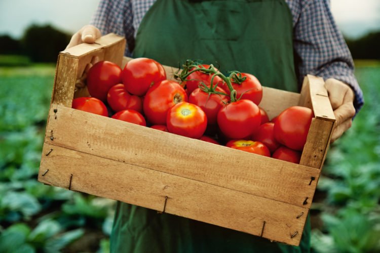 Stop Food Waste