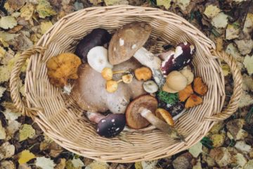 mushrooms | Longevity LIVE
