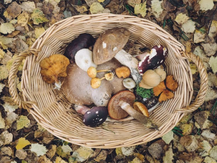 mushrooms | Longevity LIVE