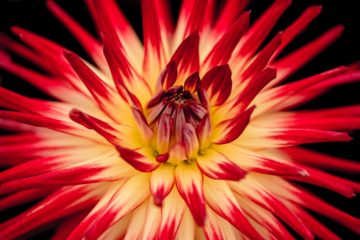 endometriosis | Longevity LIVE