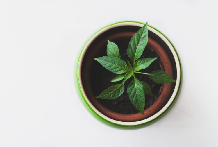 micro-greens | Longevity LIVE