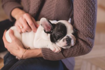 animal therapy | Longevity LIVE