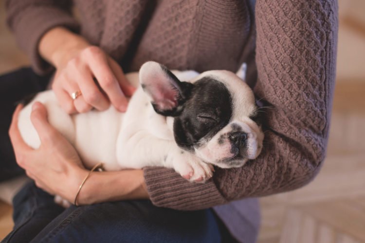 animal therapy | Longevity LIVE