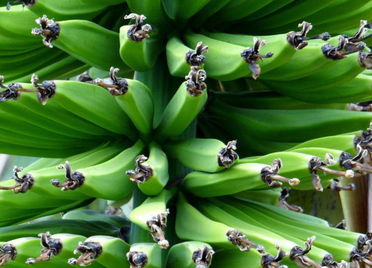 prebiotics | Longevity LIVE