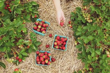 organic | Longevity LIVE