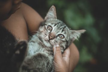 pet | Longevity LIVE
