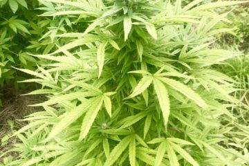 Opioid substitution with cannabis