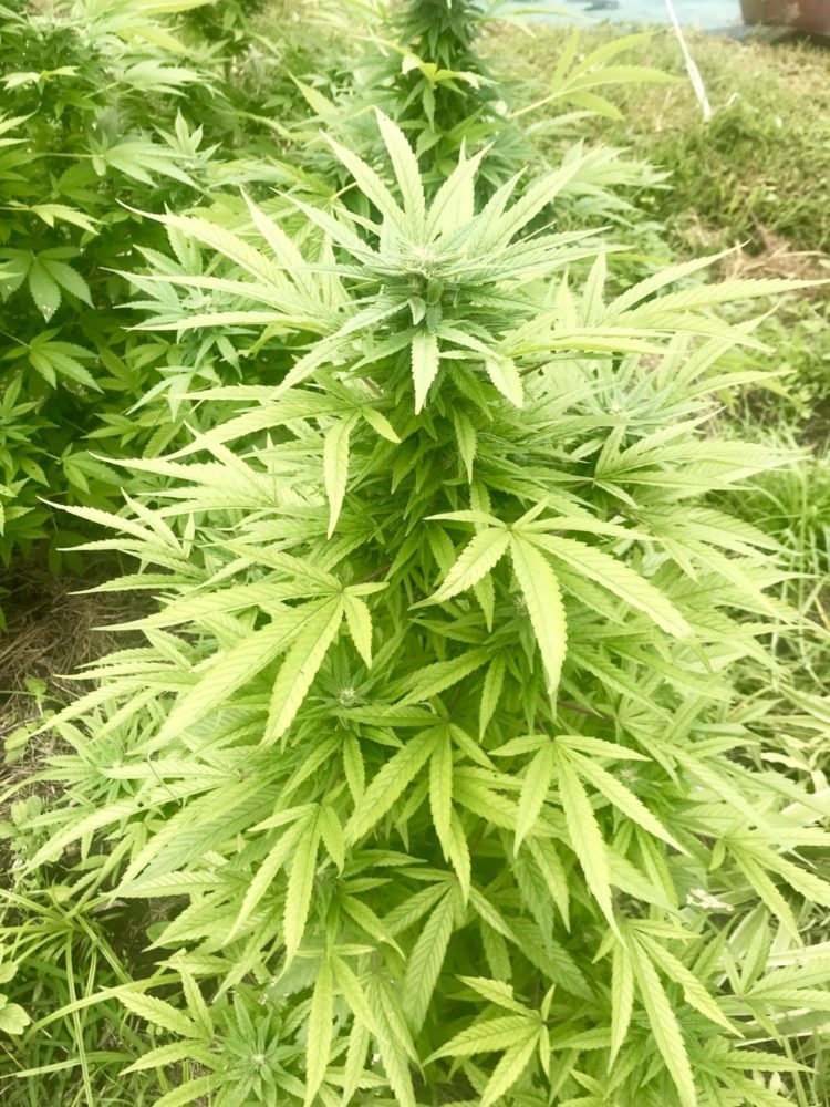 Opioid substitution with cannabis