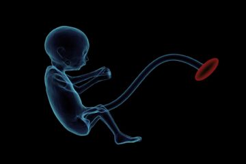 cord blood | Longevity LIVE