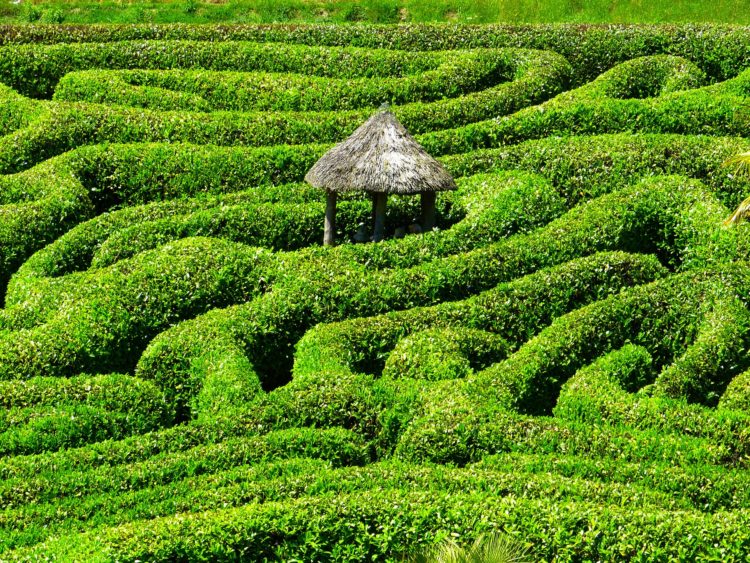 labyrinth | Longevity LIVE