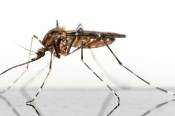 malaria | Longevity LIVE