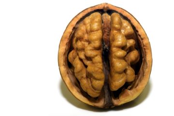 brain | Longevity LIVE