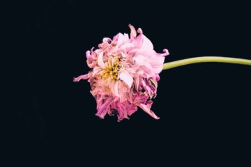 yeast infection | Longevity LIVE