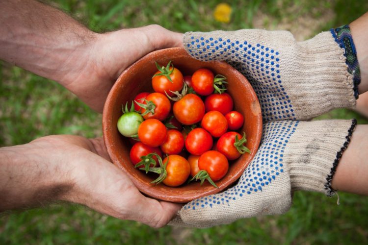 vegetables | Longevity LIVE