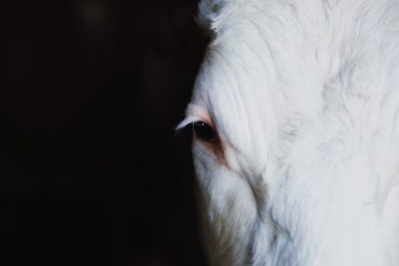 antibiotics | Longevity LIVE