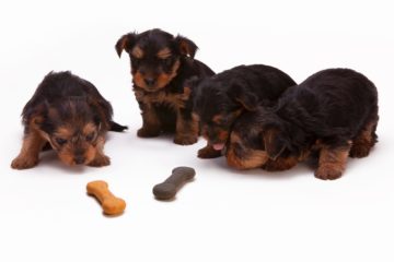 pet | Longevity LIVE