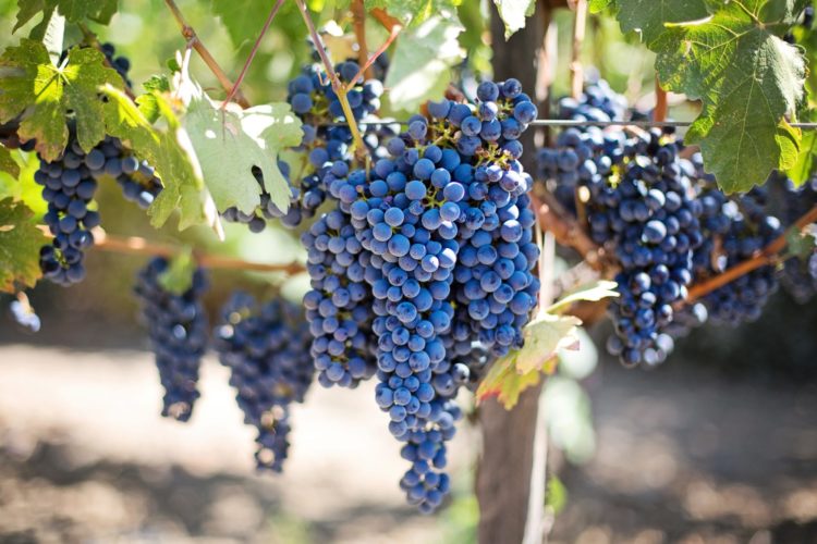 vinotherapy | Longevity LIVE