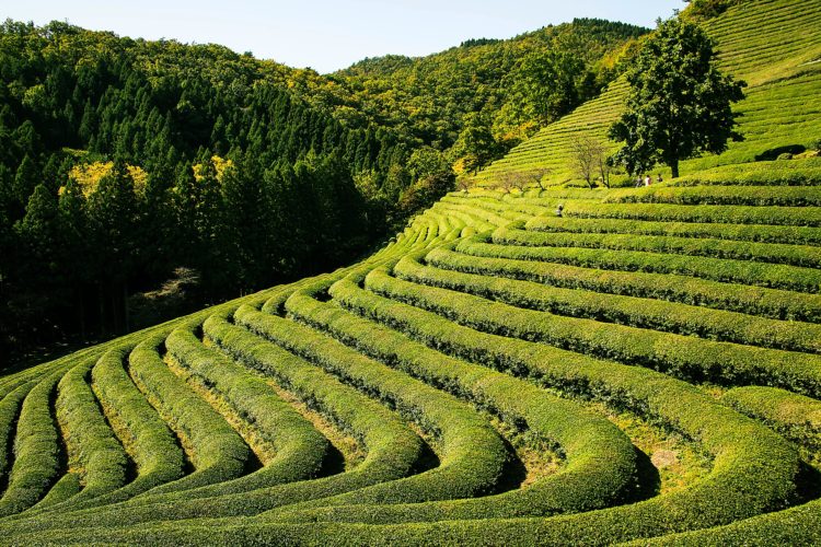 tea tree oil | Longevity LIVE