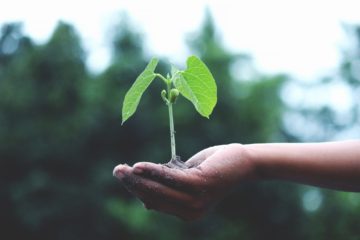 compost | Longevity LIVE