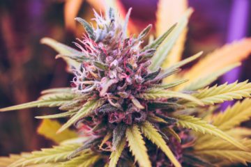 hemp seeds | Longevity LIVE