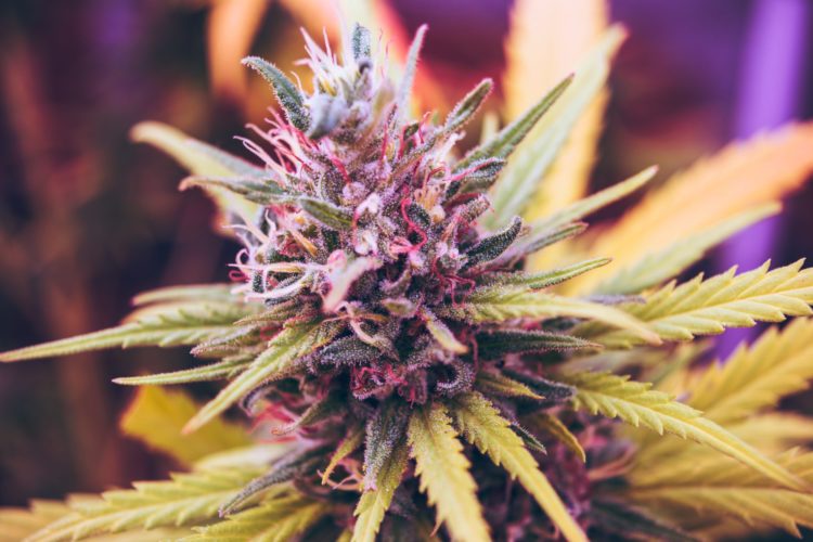 hemp seeds | Longevity LIVE