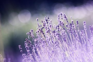 bedroom plants | Longevity LIVE