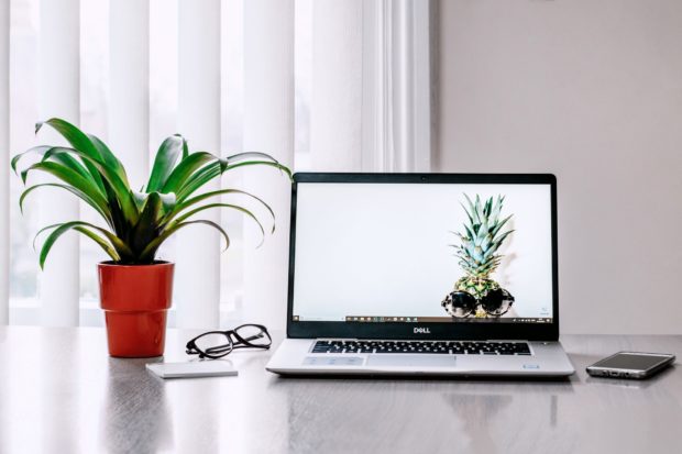 plantas de casa | Longevidade AO VIVO