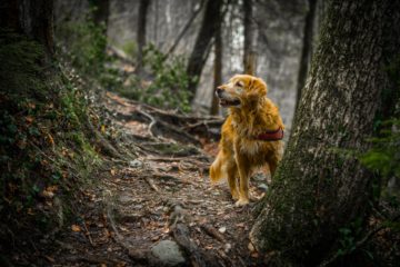 dog | Longevity LIVE